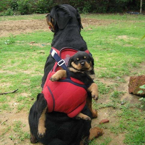 Doggies-backpack