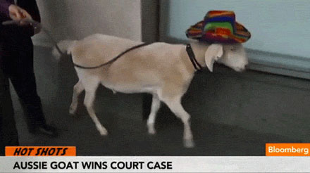 aussie-goat-wins-court-case